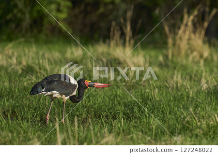 Saddle-billed Stork Saddle-billed Stork 127248022
