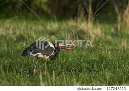 Saddle-billed Stork Saddle-billed Stork 127248023