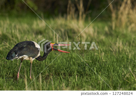 Saddle-billed Stork Saddle-billed Stork 127248024