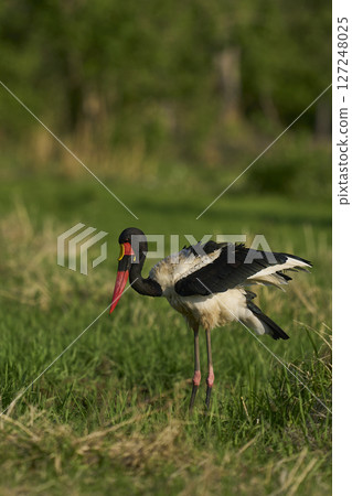 Saddle-billed Stork 127248025