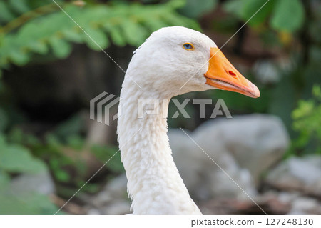 Close up head goose in nature farm garden at thailand Close up head goose in nature farm garden at thailand 127248130
