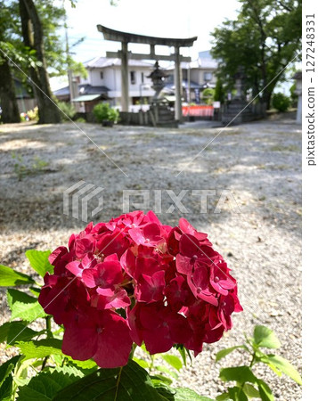 A hydrangea that stands out 127248331