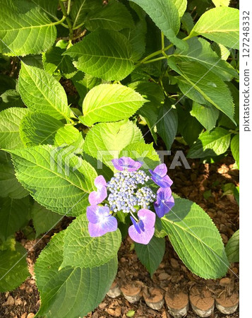 醒目的繡球花 醒目的繡球花 127248332