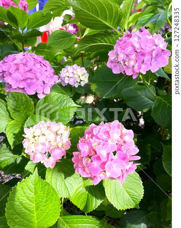Hydrangea shining in sunny weather 127248335