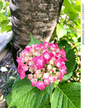 Hydrangeas gradually take on color Hydrangeas gradually take on color 127248337