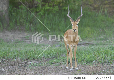Male Impala 127248361