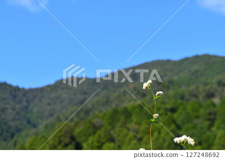 Clear sky, buckwheat flowers, mountains and sky 127248692