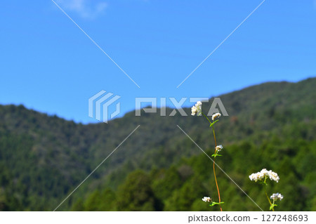 Clear sky, buckwheat flowers, mountains and sky Clear sky, buckwheat flowers, mountains and sky 127248693