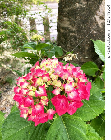 Hydrangeas are becoming more and more colorful Hydrangeas are becoming more and more colorful 127248914