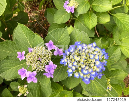 Blue hydrangeas lined up alongside lace hydrangeas Blue hydrangeas lined up alongside lace hydrangeas 127248919