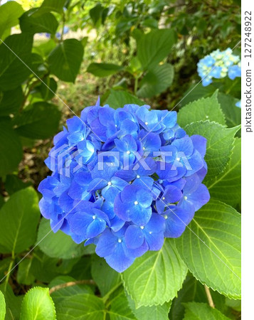 Hydrangea of colorful Hydrangea of colorful 127248922