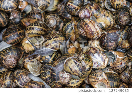 Background of snails in fish market Background of snails in fish market 127249085