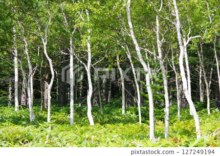 White birch 127249194