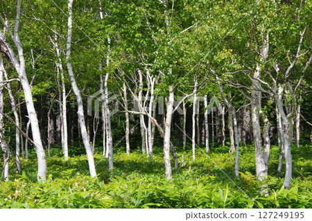 White birch 127249195