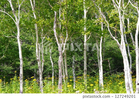 Red jasmine and birch 127249201