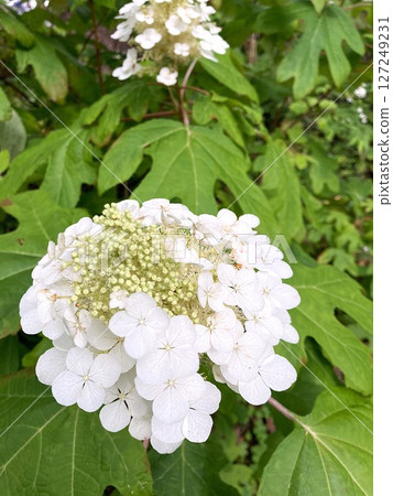 Kashiwaba Hydrangea blooming calmly 127249231