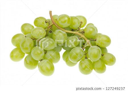 Sultana Muscat. Bunch of Green Grapes laying isolated on white background. Fresh Grape. Cluster of juicy white grape on the vine. Close-up, Macro. Front view, copy space for text. Vitis. Fruit Isolate Sultana Muscat. Bunch of Green Grapes laying isolated on white background. Fresh Grape. Cluster of juicy white grape on the vine. Close-up, Macro. Front view, copy space for text. Vitis. Fruit Isolate 127249237