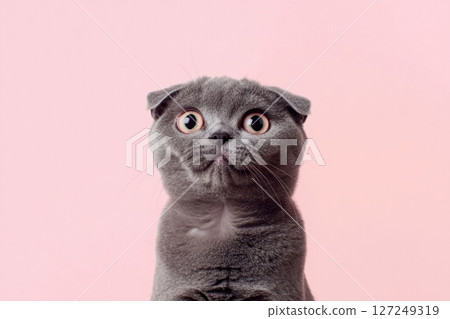 Small Scottish Fold Silver Cat with Big Yellow Striking Eyes isolated. Pastel pink backdrop. Studio. Surprised amazed feline muzzle. Kitten head closeup. Cute crazy pet banner. Copy space. Funny face 127249319