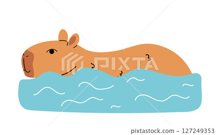 Cute capybara swimming, isolated on white in cartoon flat style. 127249353