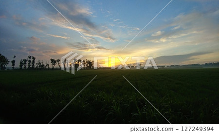 Silhouetted Trees Against a Fiery Sunrise in Rice Paddies.  127249394