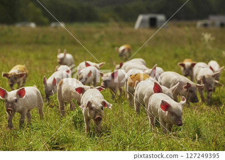 Eco pig farm in the field in Denmark. Cute piglets in the pasture Eco pig farm in the field in Denmark. Cute piglets in the pasture 127249395