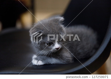 Adorable Gray Kitten Relaxing on a Black Chair, Captured in a Cozy Indoor Setting, Showcasing its Playful Nature and Soft Fur, Perfect for Pet Lovers and Animal Enthusiasts 127250071