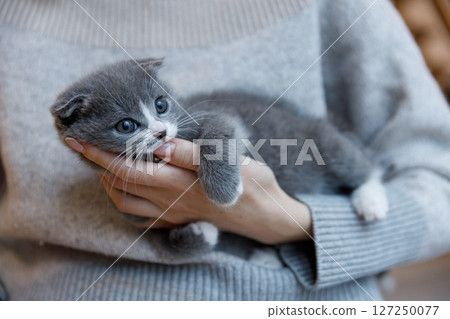 Adorable Gray Kitten Being Held in a Person's Hand, Showcasing Its Cute Face and Playful Nature with Big Blue Eyes and Soft Fur, Evoking Tenderness and Love for Pets Adorable Gray Kitten Being Held in a Person's Hand, Showcasing Its Cute Face and Playful Nature with Big Blue Eyes and Soft Fur, Evoking Tenderness and Love for Pets 127250077