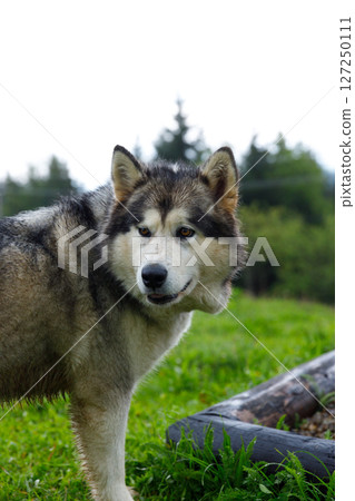 Majestic Alaskan Malamute: A Stunning Portrait of a Beautiful Dog in a Natural Outdoor Setting Surrounded by Lush Green Grass and Scenic Forest Background 127250111