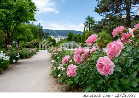 Pink roses blooming along gravel path in Meran gardens 127250558