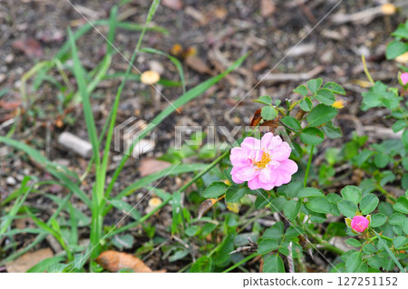 Rose flowers blooming in autumn Rose flowers blooming in autumn 127251152
