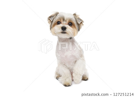 Puppy Maltese lapdog isolated on white background. 127251214