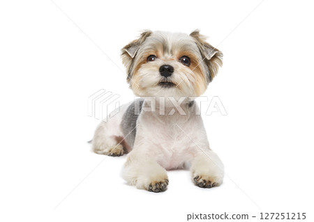 Puppy Maltese lapdog isolated on white background. 127251215