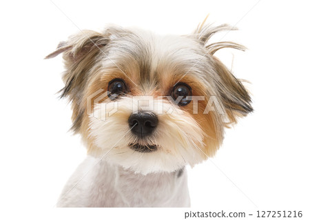 Puppy Maltese lapdog isolated on white background. 127251216