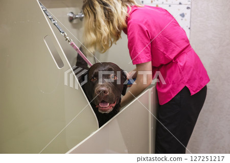 Labrador in the grooming salon 127251217