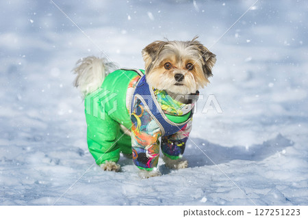 Maltese lapdog in winter in the park 127251223