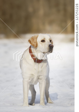 Young labrador observing winter grounds in the nature Young labrador observing winter grounds in the nature 127251228