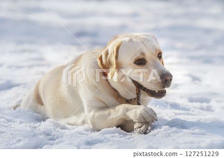 Labrador sitting in the snow. 127251229
