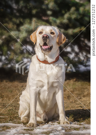Labrador sitting in the snow. 127251232