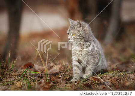 Gray striped cat walks on a leash on green grass outdoors... Gray striped cat walks on a leash on green grass outdoors... 127251237