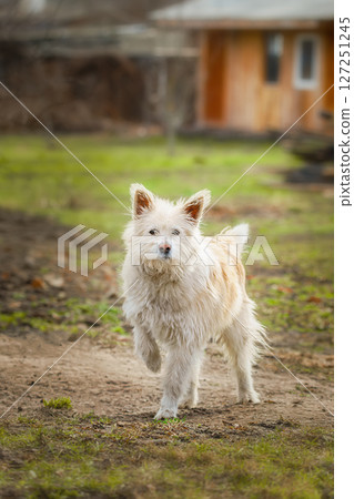 Dog on a chain. The dog protects the house 127251245