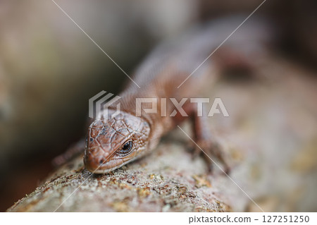 lizard on the grass. lizard on the grass. 127251250