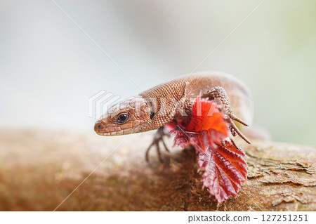 lizard on the grass.. lizard on the grass.. 127251251