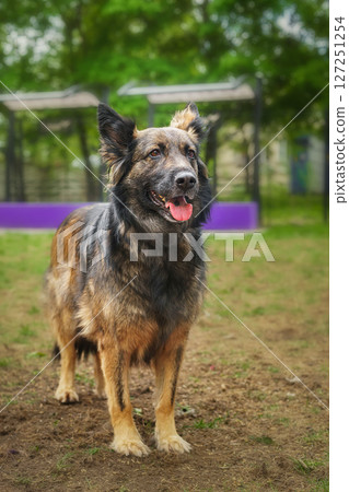 Mongrel dog of red color lies on its stomach on the grass, stretching its front paws forward. Spring 127251254