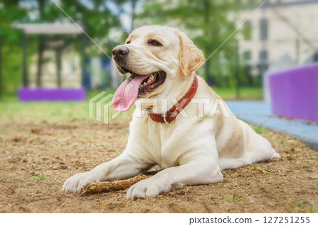dog labrador retriever fawn color in nature.. 127251255