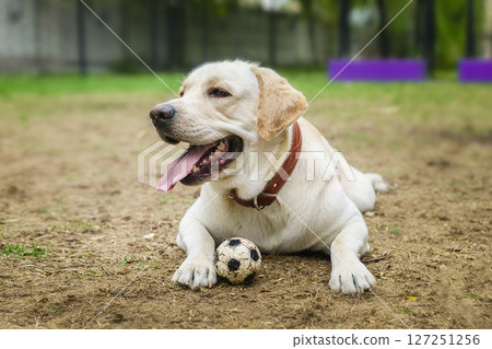 dog labrador retriever fawn color in nature. 127251256