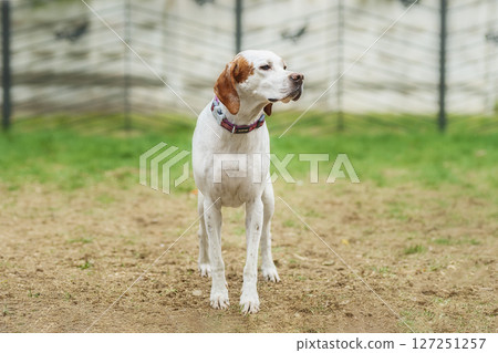 White and orange English Pointer dog with a brown collar posing outdoors standing on a green grass in spring 127251257
