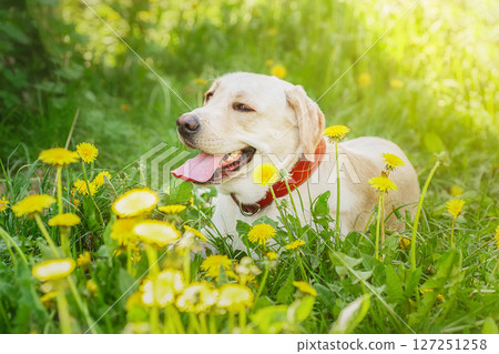 dog labrador retriever fawn color in nature.. 127251258