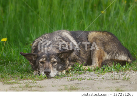 Mongrel dog of red color lies on its stomach on the grass, stretching its front paws forward. Spring... Mongrel dog of red color lies on its stomach on the grass, stretching its front paws forward. Spring... 127251263