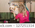 Labrador in the grooming salon 127251314