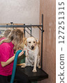 Labrador in the grooming salon 127251315